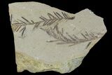 Metasequoia (Dawn Redwood) Fossils - Montana #85746-1